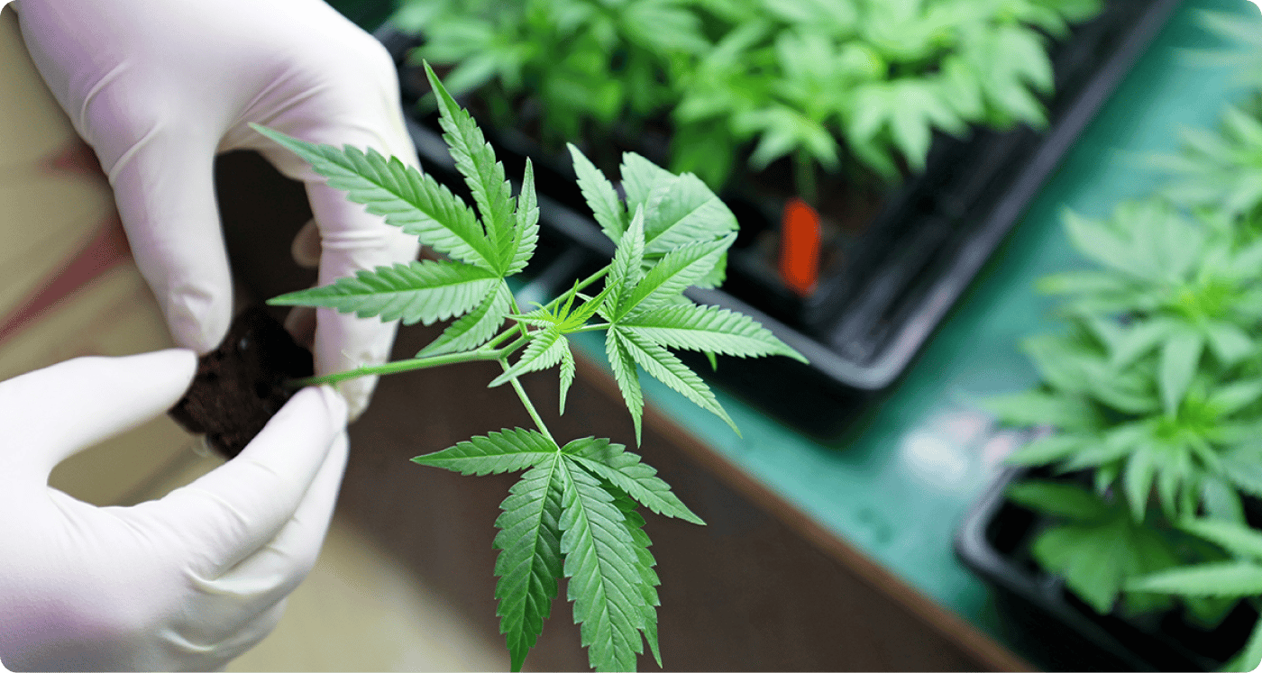 Device ID Case Study – Cannabis
